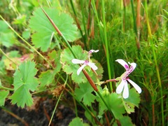 Pelargonium patulum patulum