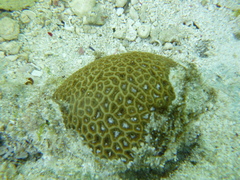 Anomastraea irregularis