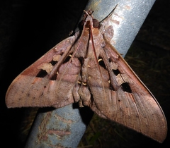 Ischyja marapok