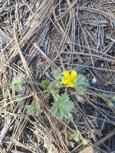 Image of Potentilla subviscosa by no rights reserved