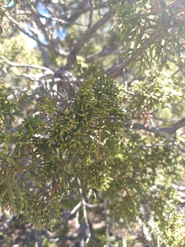 Image of Juniperus durangensis by (c) Favian Flores Medina, some rights reserved (CC BY)