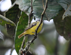 Phyllomyias cinereiceps