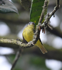 Phyllomyias cinereiceps
