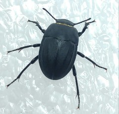 Erodius gibbus
