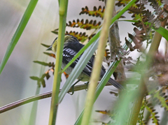 Pachyramphus versicolor