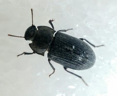 Gonocephalum rusticum