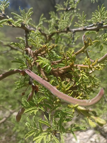 Image of Vachellia schaffneri by (c) Favian Flores Medina, some rights reserved (CC BY)