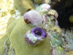 Coralliophila violacea