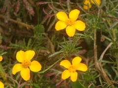 Dyssodia tagetiflora