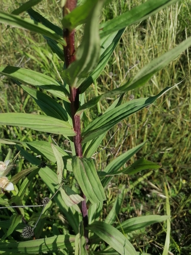 Image of Woolly Foxglove (Digitalis lanata) by (c) Daniel Linzbauer, some rights reserved (CC BY)