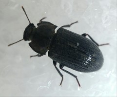 Gonocephalum rusticum