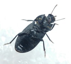 Gonocephalum rusticum