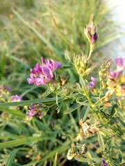 Medicago sativa
