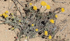 Helichrysum rutilans