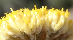 Helichrysum rutilans