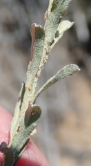 Helichrysum rutilans