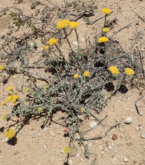 Helichrysum rutilans