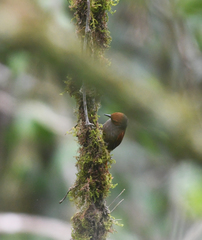 Cranioleuca erythrops