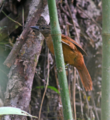 Thripadectes virgaticeps