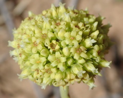 Crassula ciliata