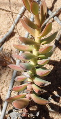 Crassula ciliata