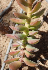 Crassula ciliata