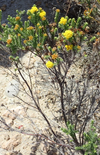 Image of Oedera genistifolia by (c) Nicola van Berkel, some rights reserved (CC BY-SA)