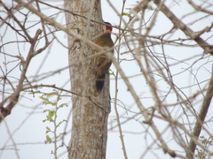 Colaptes punctigula
