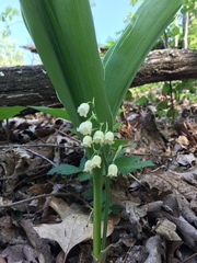 Convallaria pseudomajalis