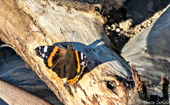 Vanessa atalanta