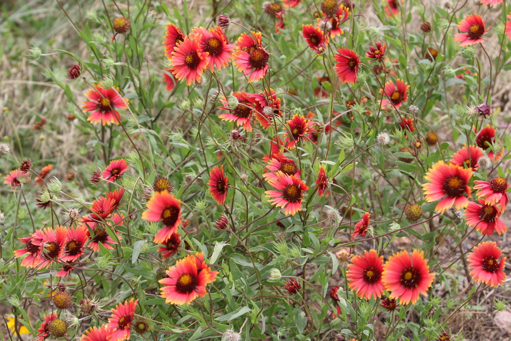 firewheel