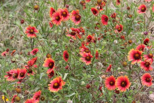 Gaillardia pulchella