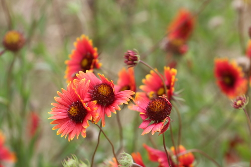 Gaillardia pulchella