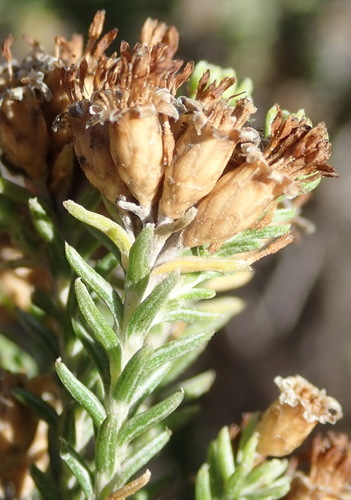 Image of Oedera genistifolia by (c) Nicola van Berkel, some rights reserved (CC BY-SA)