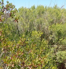 Aspalathus obtusifolia
