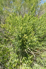 Aspalathus obtusifolia