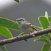 Rufous-winged Tyrannulet - Photo (c) Josh Vandermeulen, some rights reserved (CC BY-NC-ND), uploaded by Josh Vandermeulen
