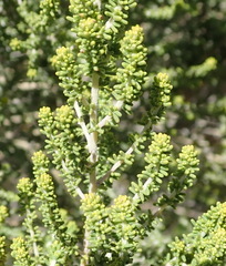 Aspalathus obtusifolia