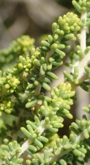 Aspalathus obtusifolia