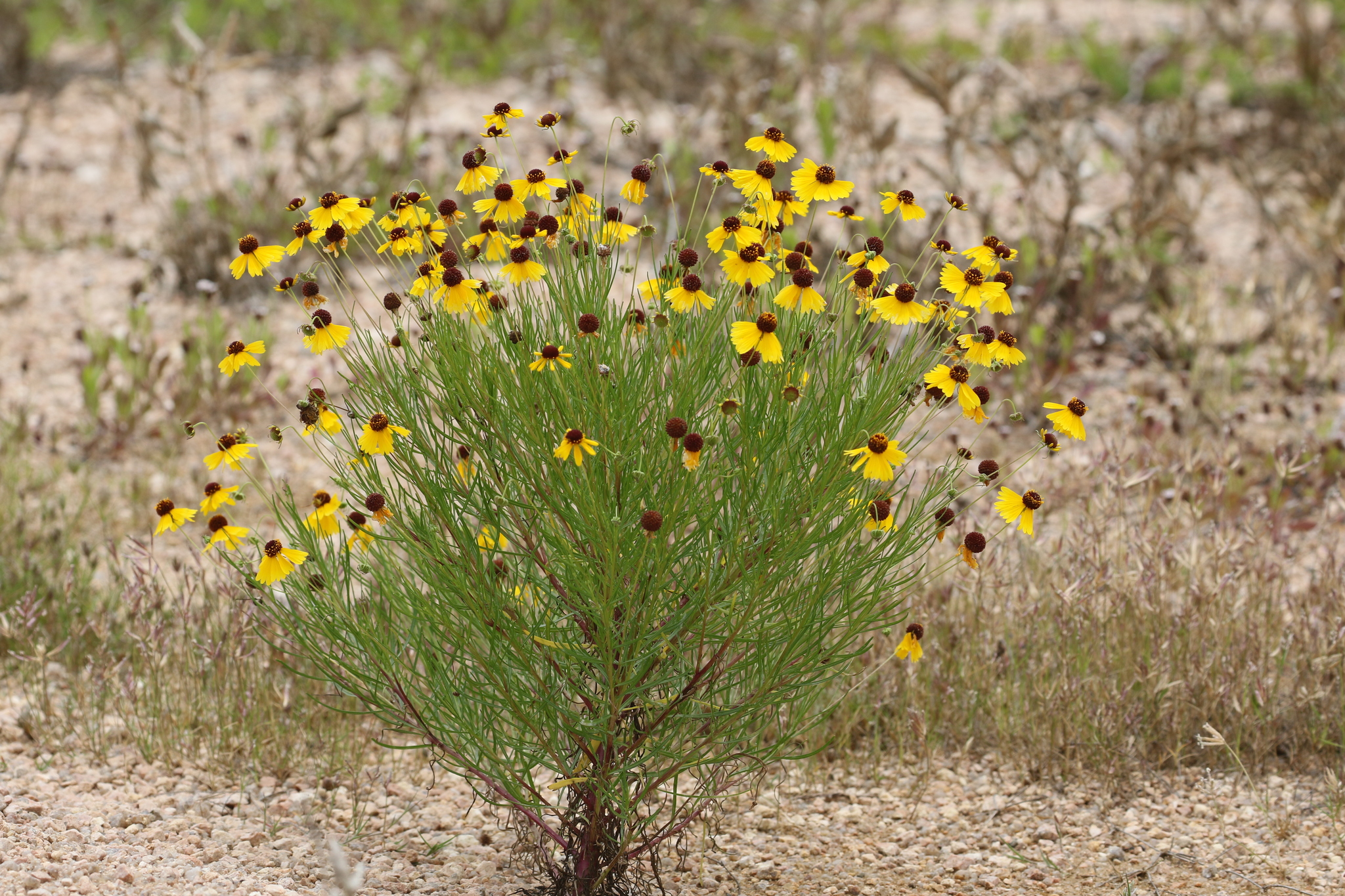 Helenium amarum var. badium