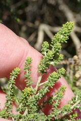 Aspalathus obtusifolia