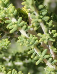 Aspalathus obtusifolia