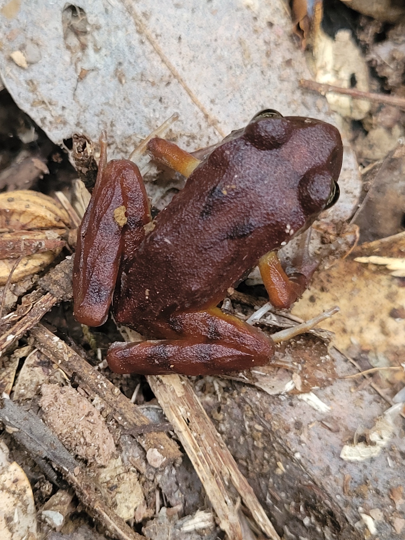 Eupsophus altor Nuñez, Rabanal & Formas, 2012