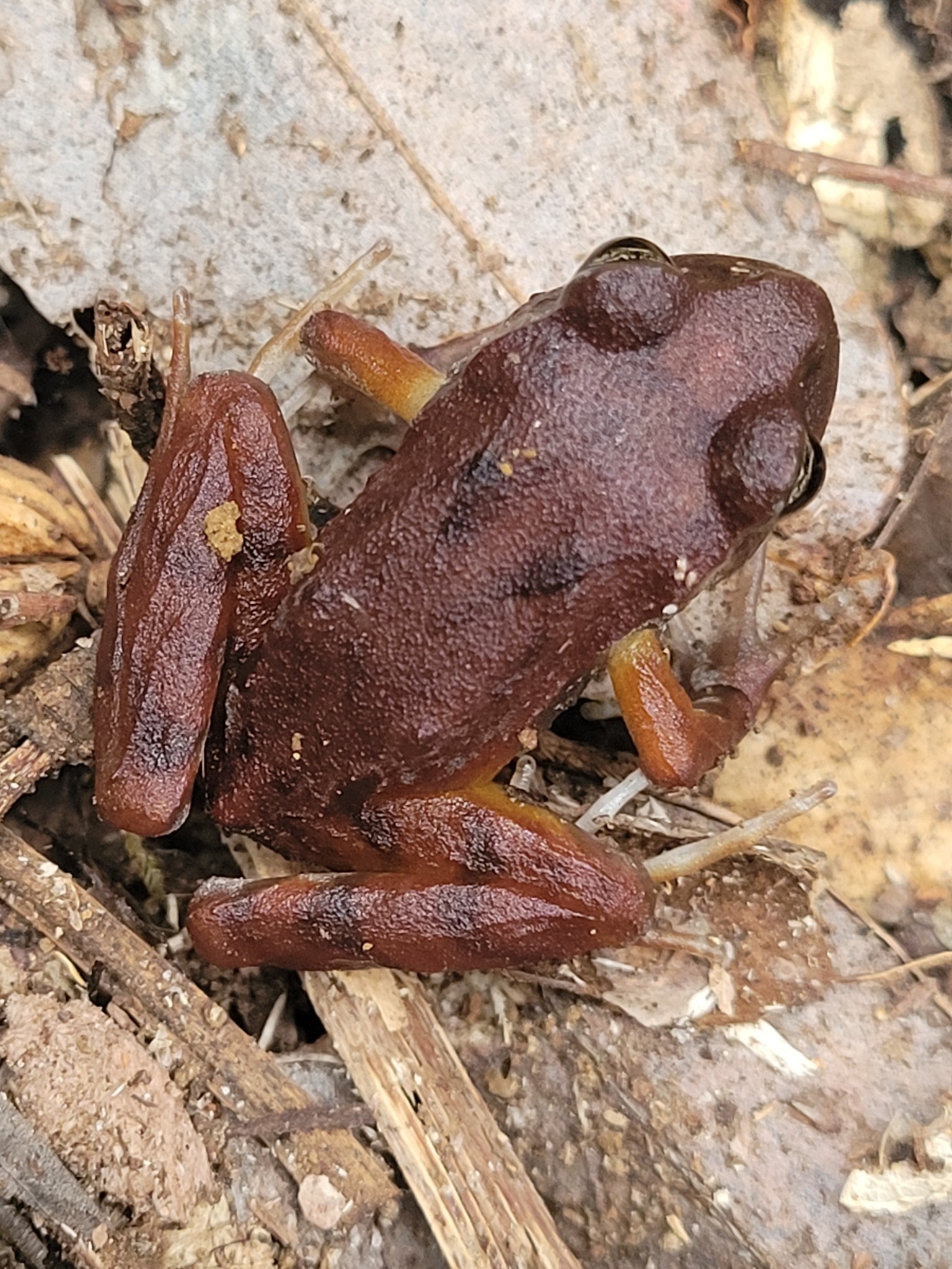 Eupsophus altor Nuñez, Rabanal & Formas, 2012