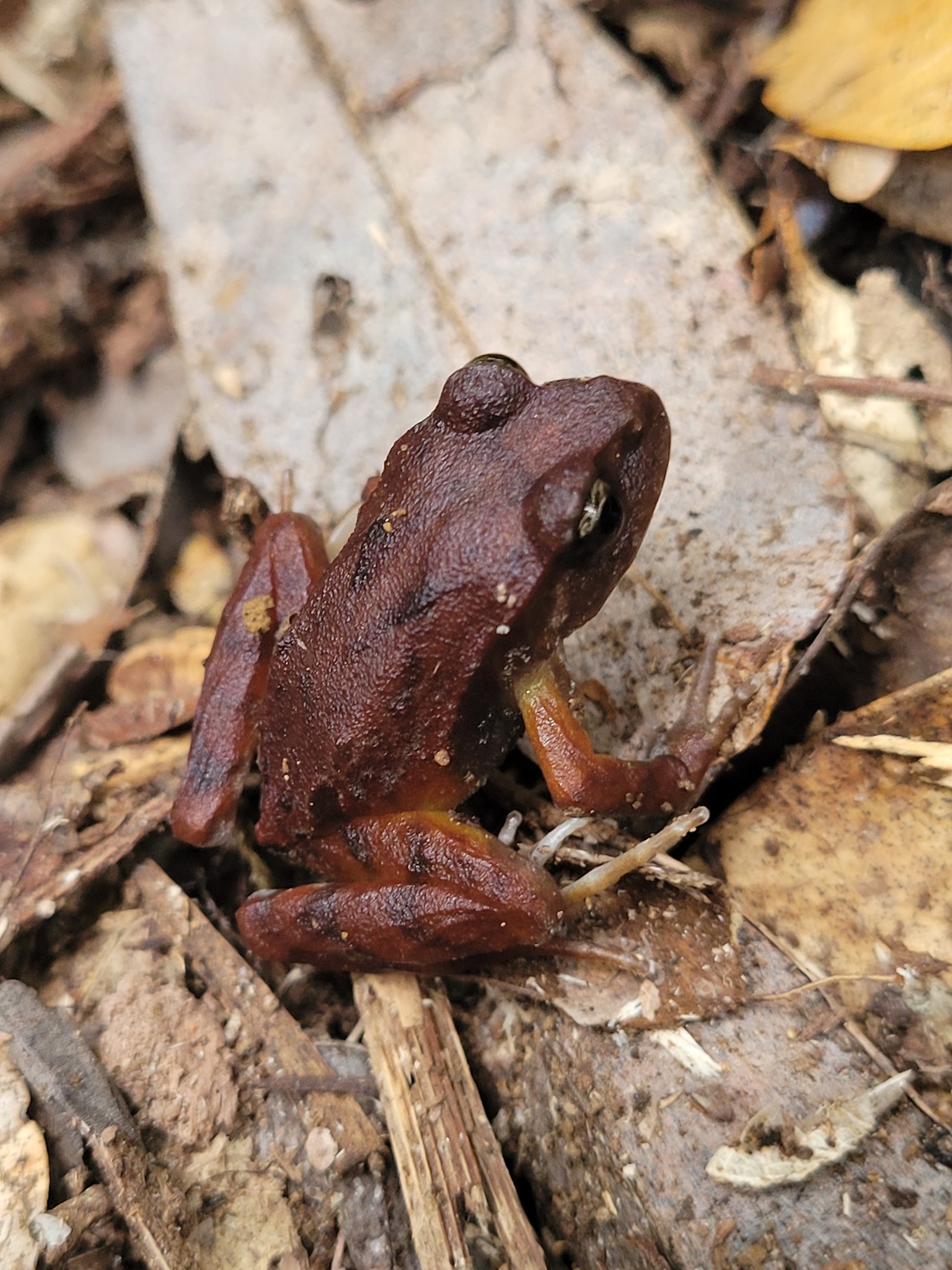 Eupsophus altor Nuñez, Rabanal & Formas, 2012