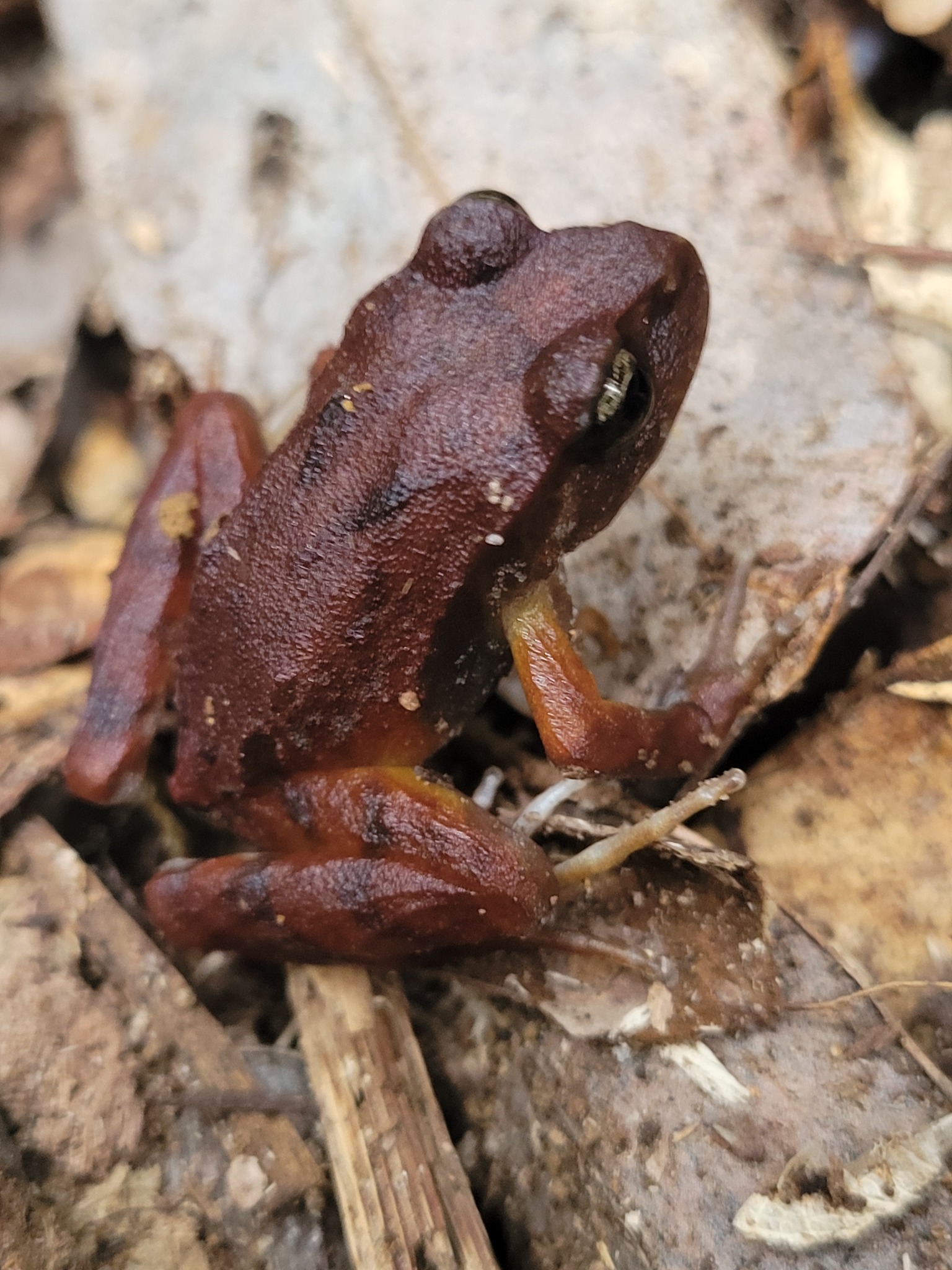Eupsophus altor Nuñez, Rabanal & Formas, 2012