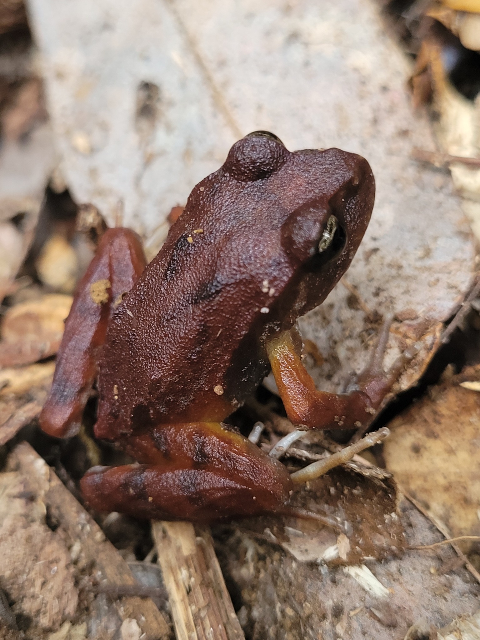 Eupsophus altor Nuñez, Rabanal & Formas, 2012