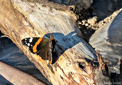 Vanessa atalanta
