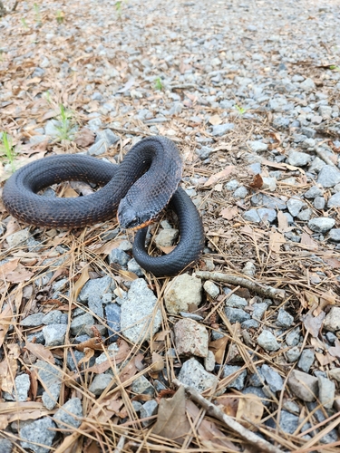 Eastern Hognose Snake photographed in Arkansas