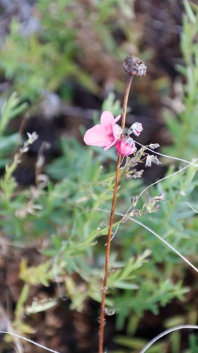 Image of Twinspur (Diascia integerrima) by (c) Tony Rebelo, some rights reserved (CC BY-SA)